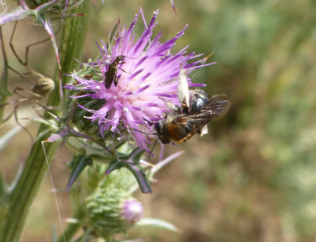 Apidae Anthophorinae: Eucera sp.